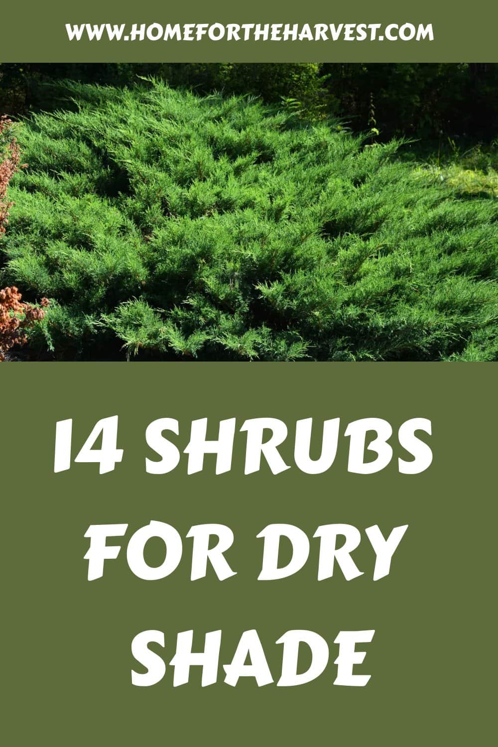 14 shrubs for dry shade generated pin 45453