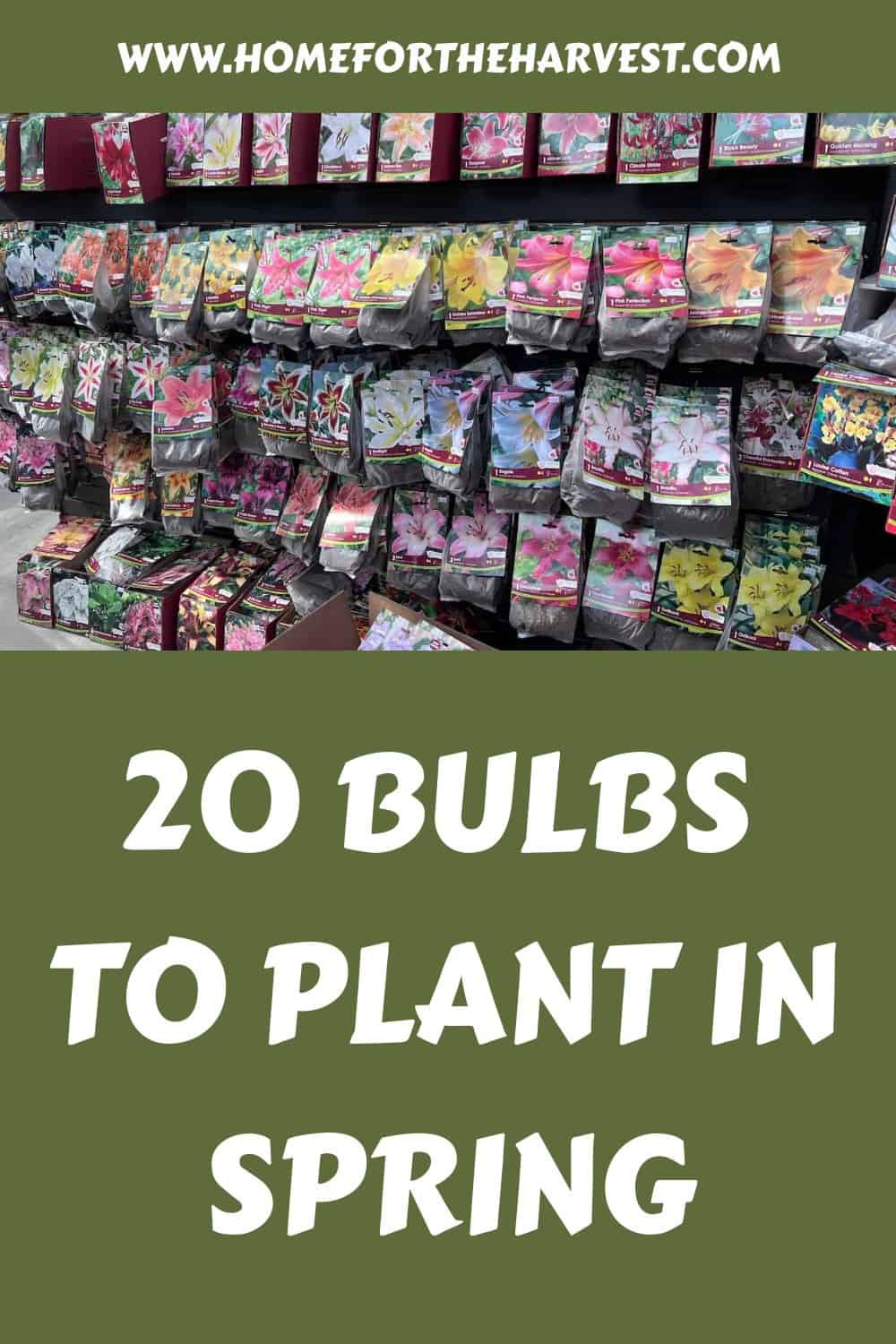 20 bulbs to plant in spring generated pin 60003 1
