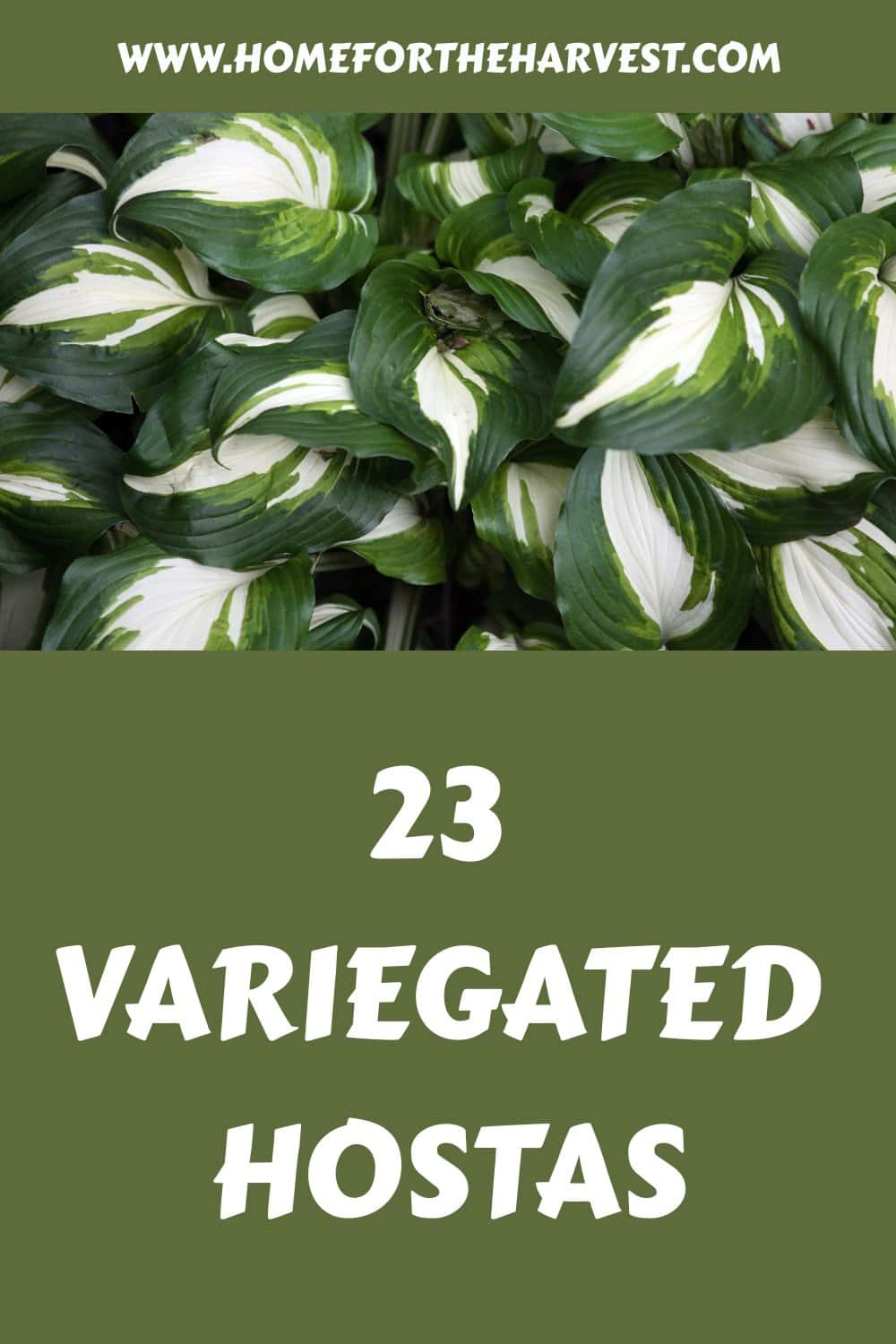 23 variegated hostas generated pin 39561