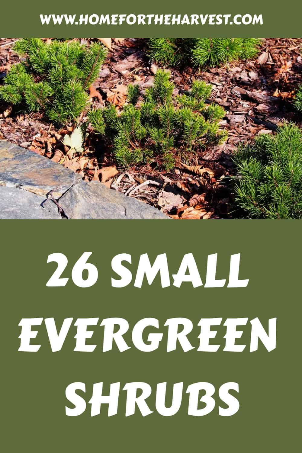 26 small evergreen shrubs generated pin 45200