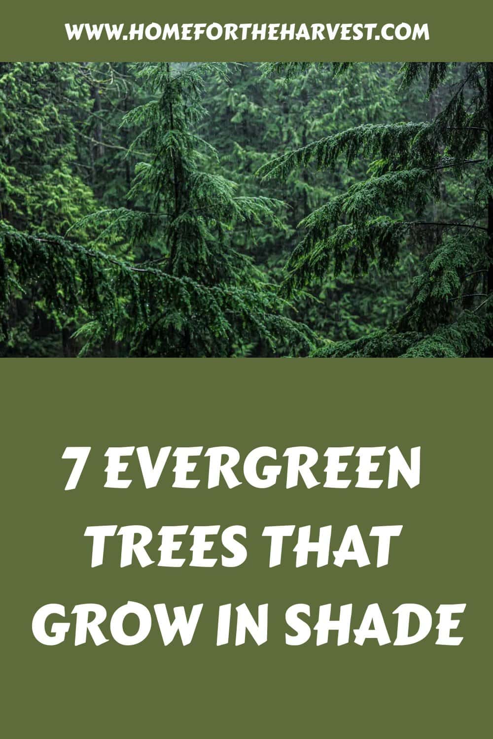 7 evergreen trees that grow in shade generated pin 45465