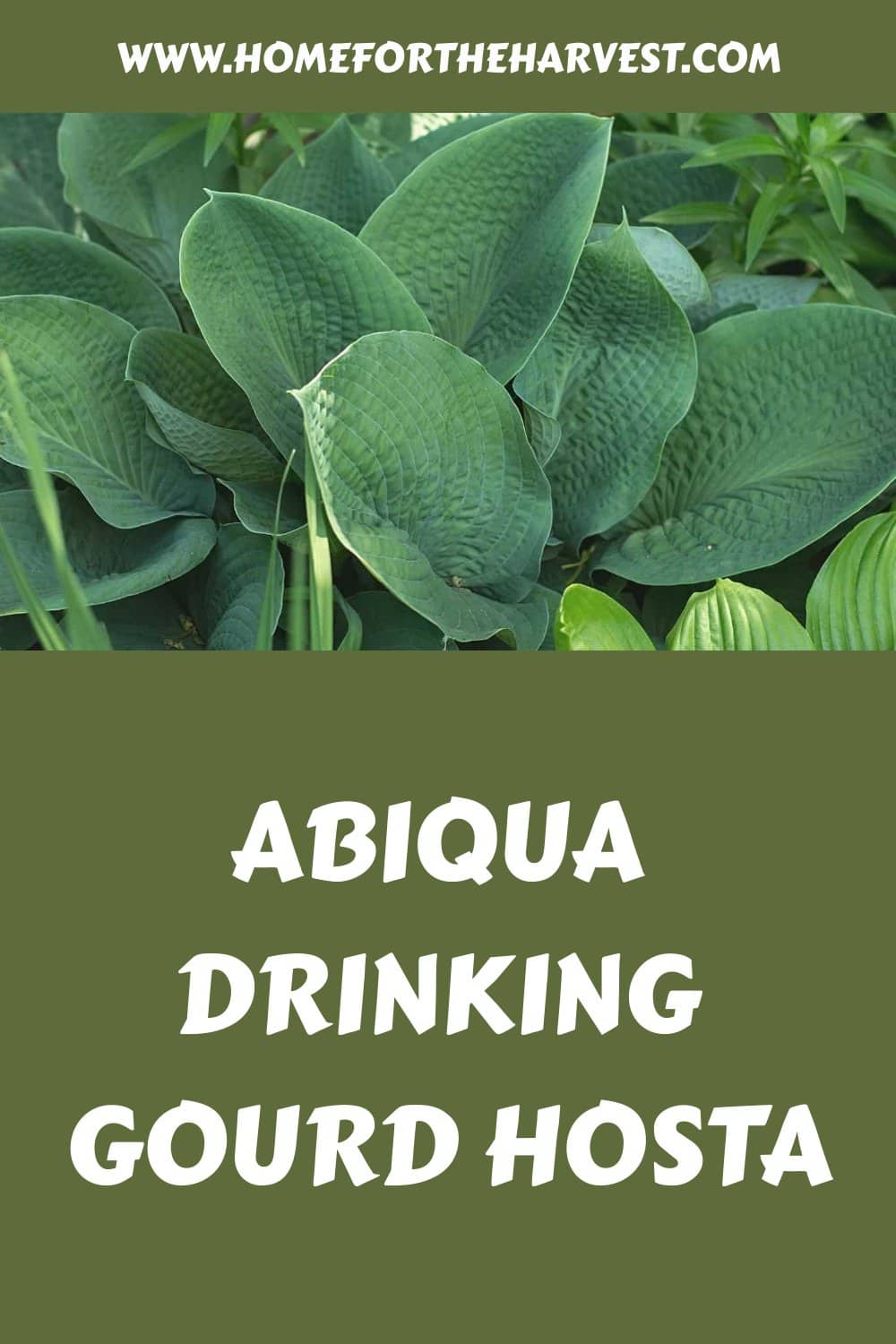 Abiqua drinking gourd hosta generated pin 37284