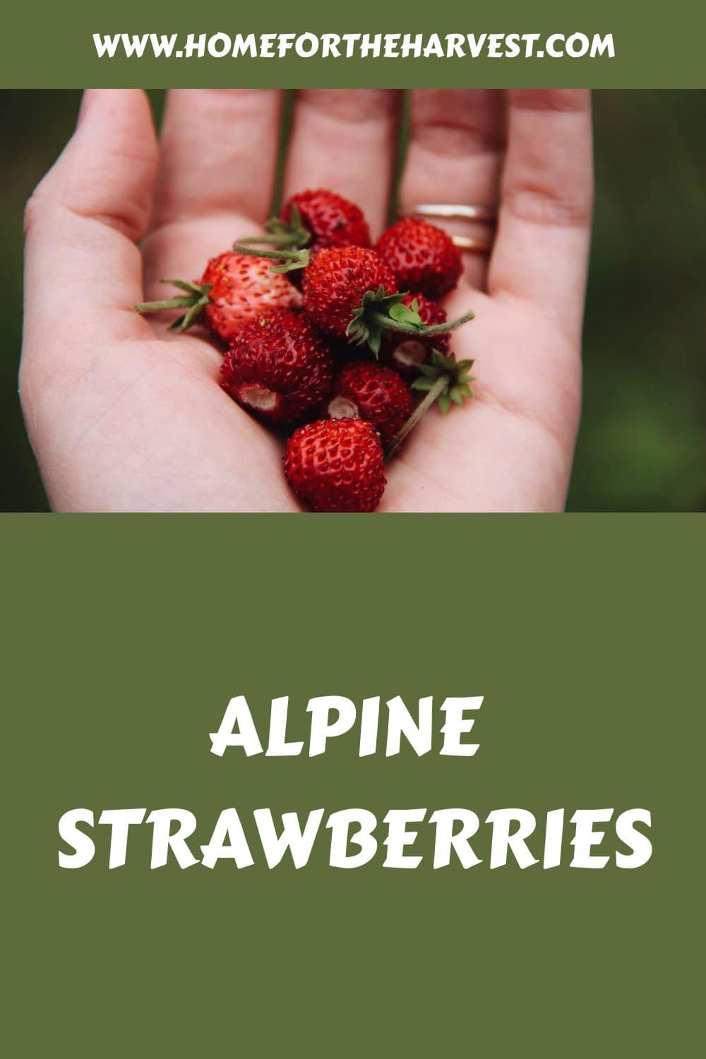 Alpine strawberries generated pin 116