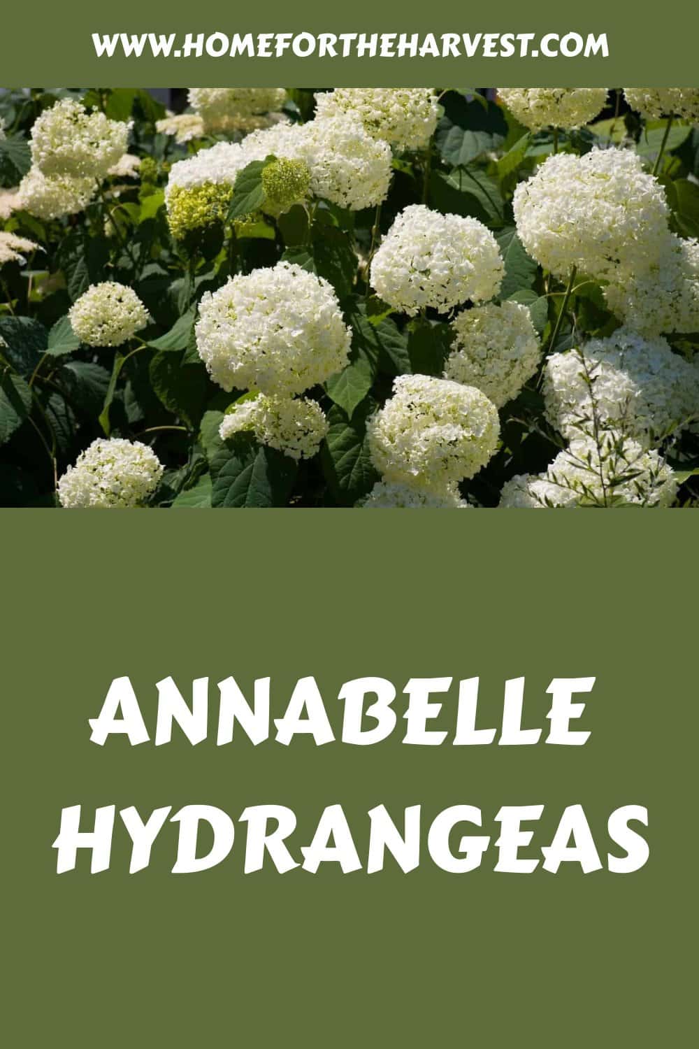 Annabelle hydrangeas generated pin 26087