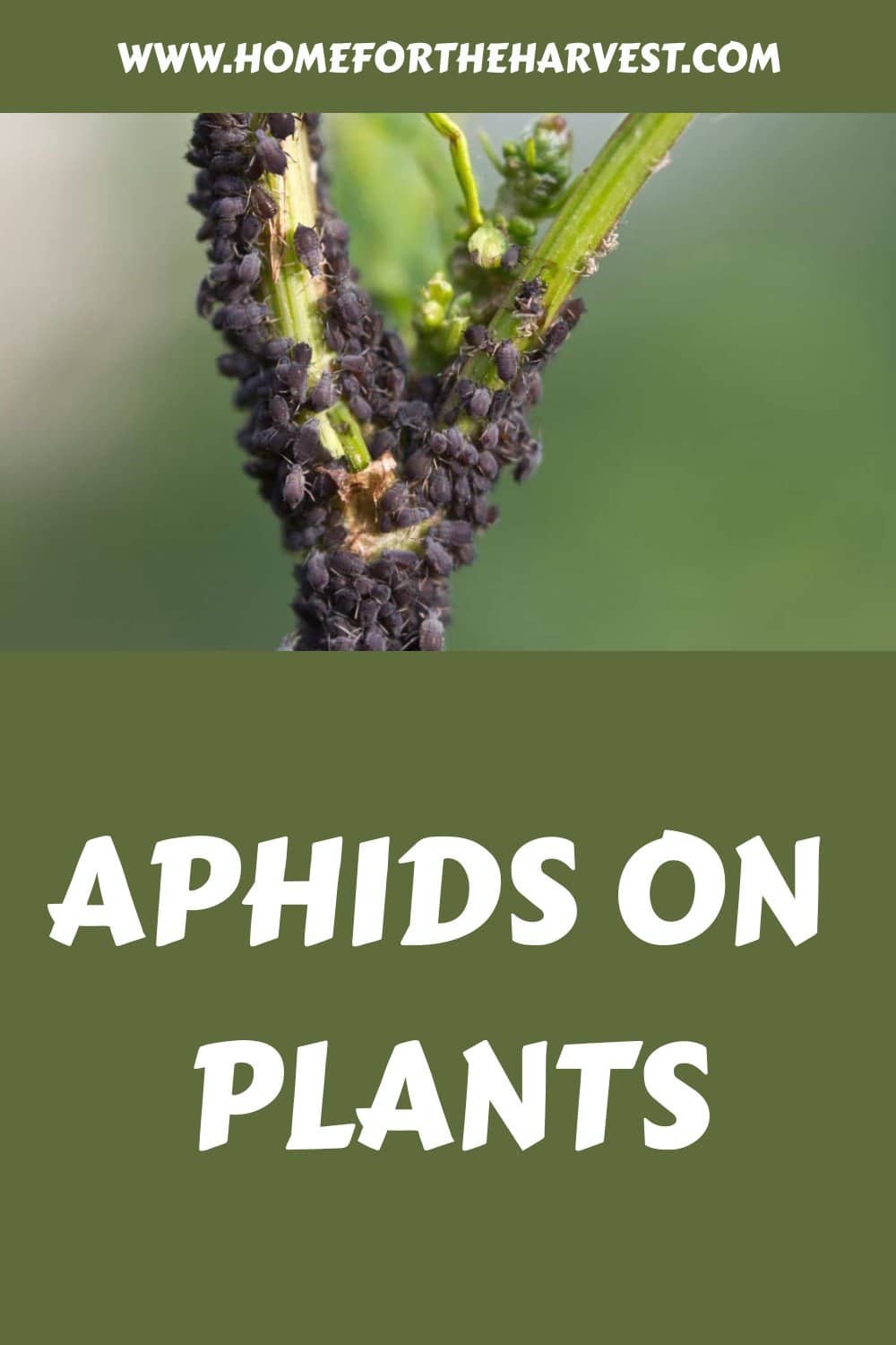 Aphids on plants generated pin 66653