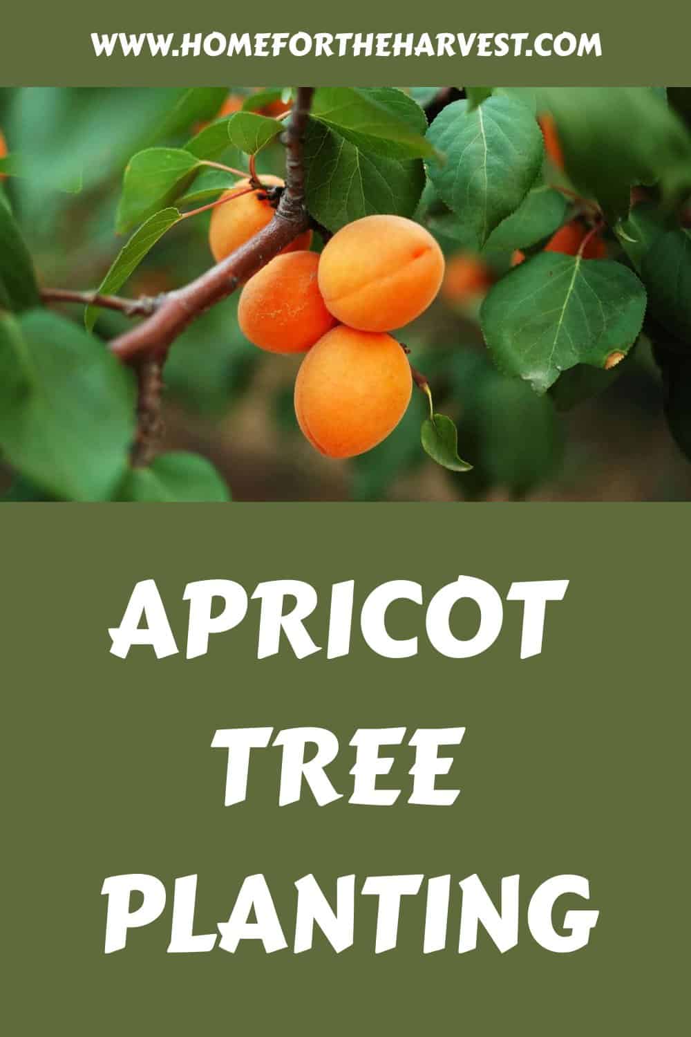 Apricot tree planting generated pin 44309