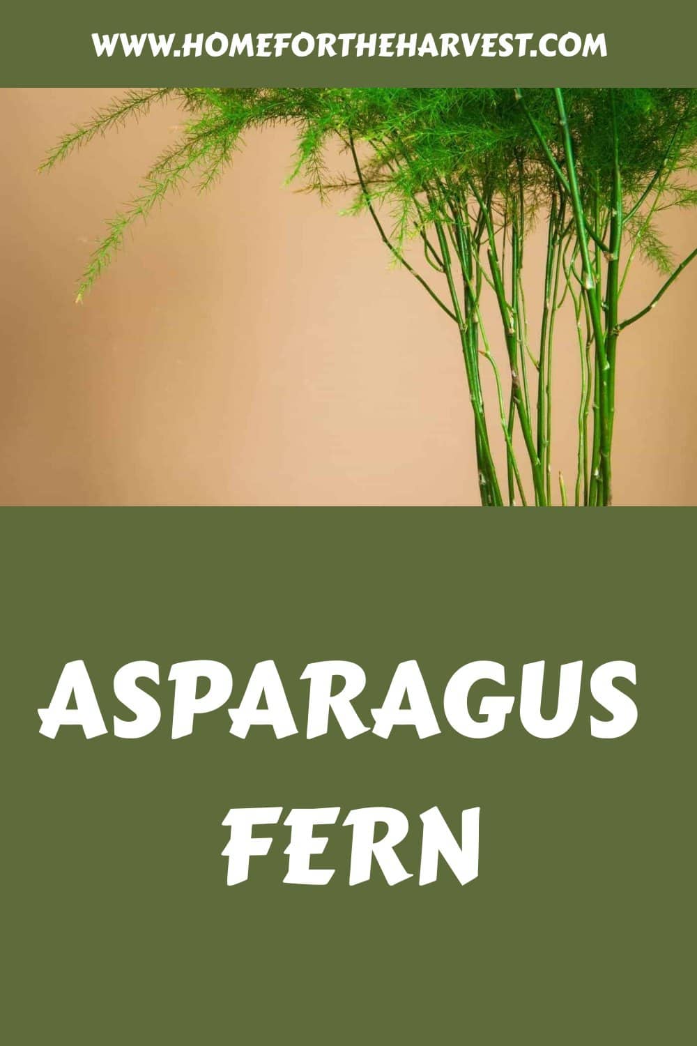 Asparagus fern generated pin 26059