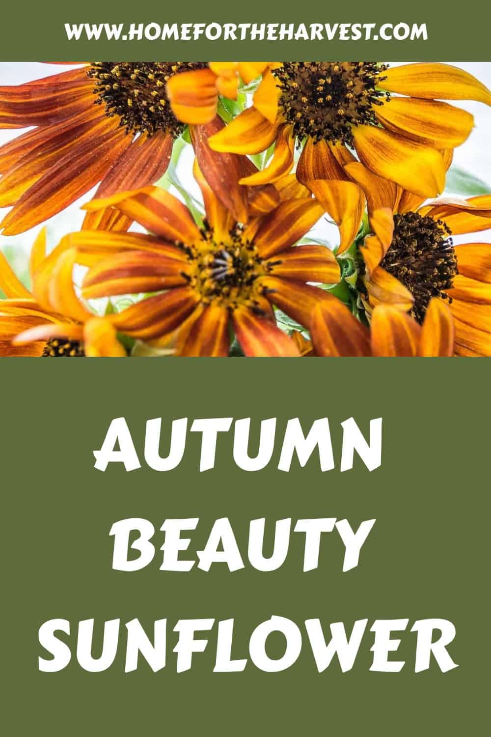 Autumn beauty sunflower generated pin 22700
