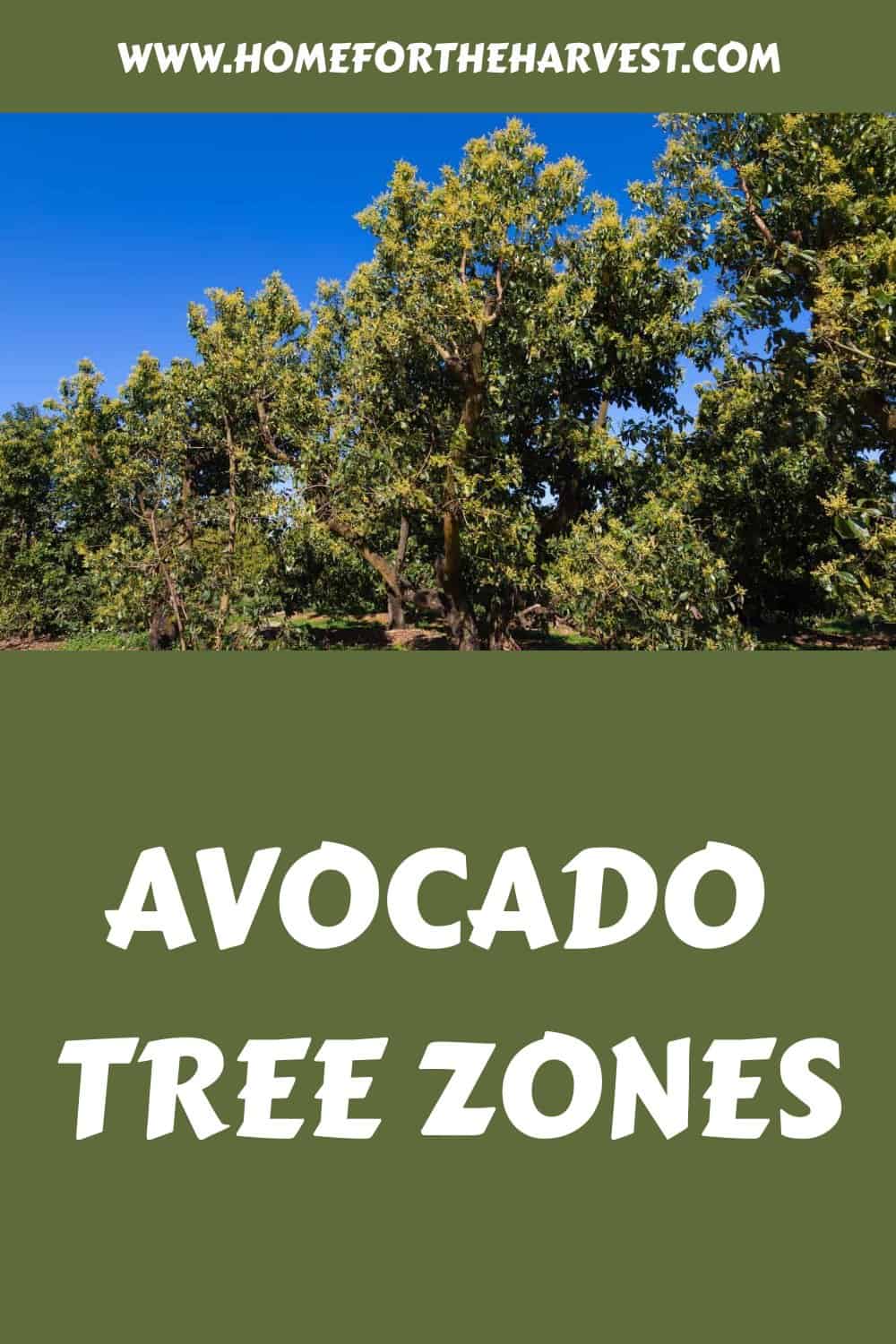 Avocado tree zones generated pin 58372