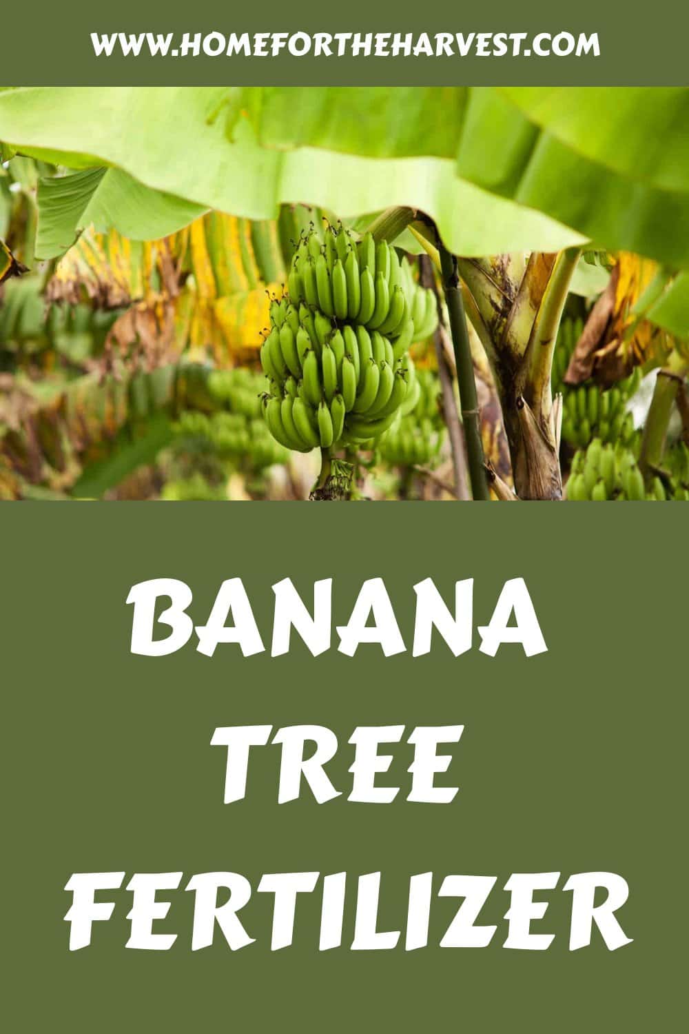 Banana tree fertilizer generated pin 58385