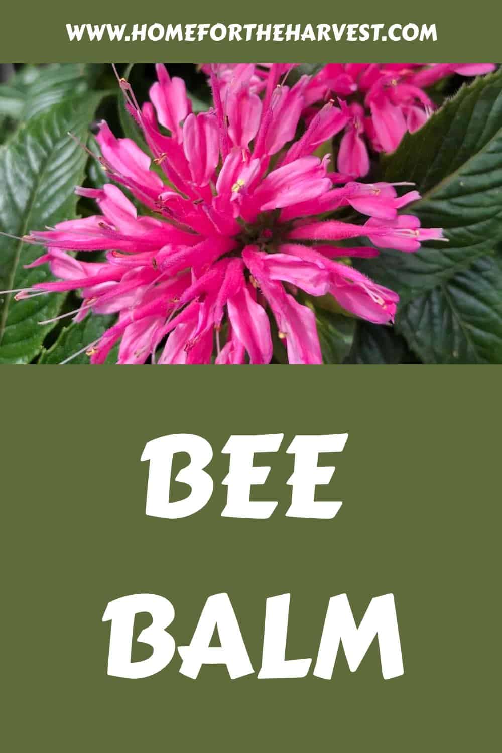 Bee balm generated pin 10945