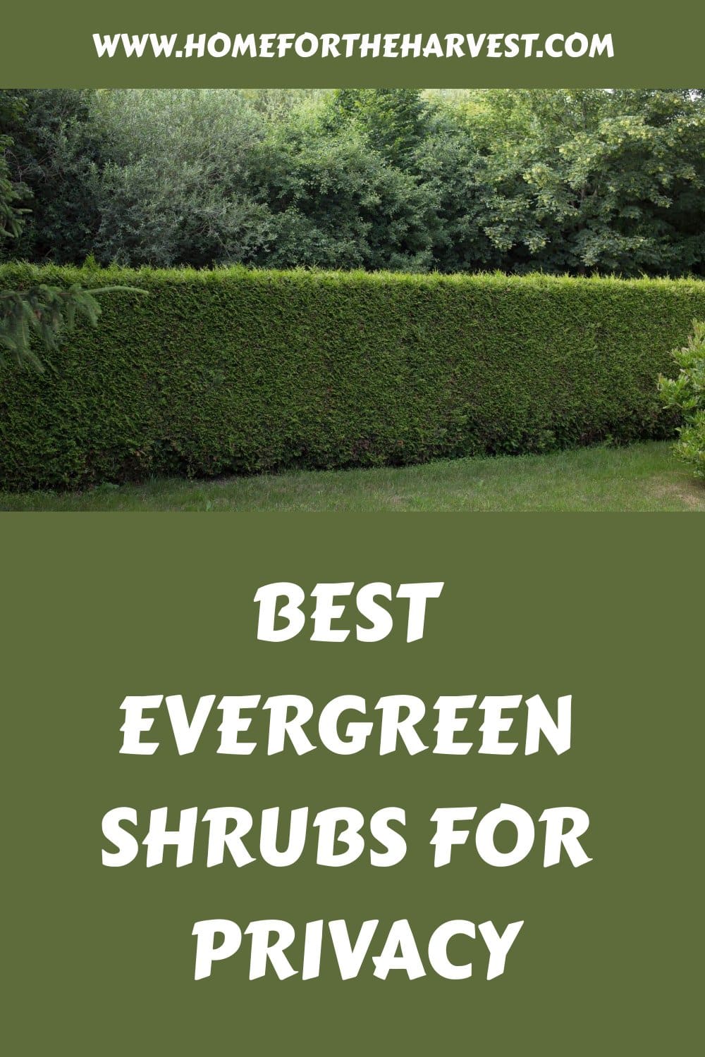 Best evergreen shrubs for privacy generated pin 45267