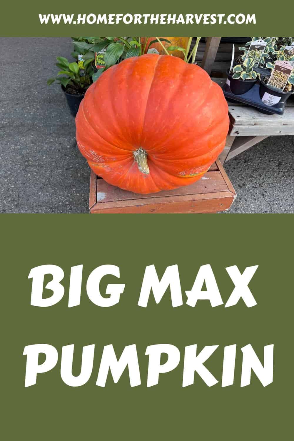 Big max pumpkin generated pin 19445