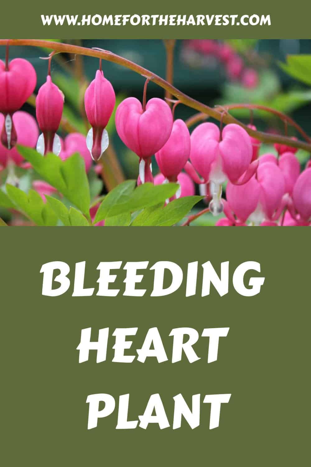 Bleeding heart plant generated pin 42324