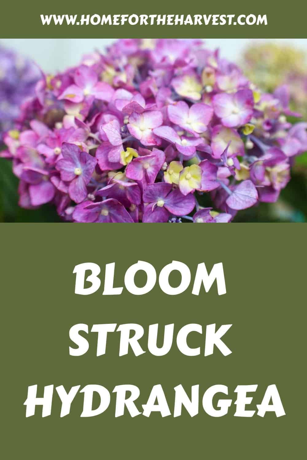 Bloom struck hydrangea generated pin 23771