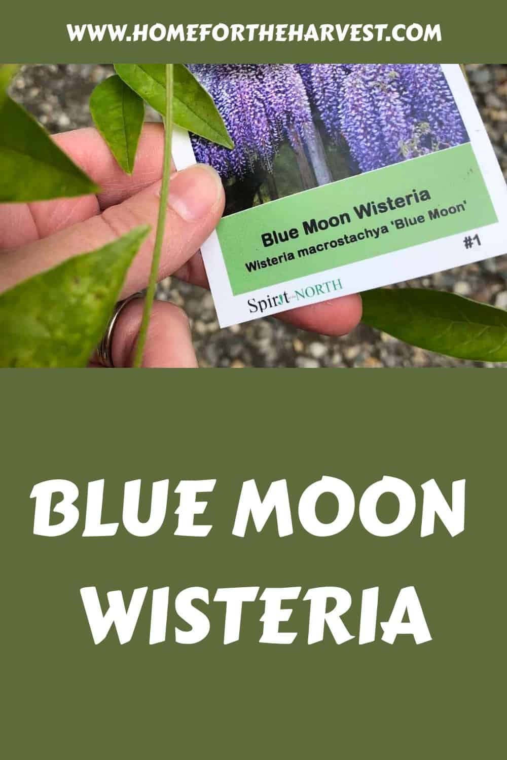 Blue moon wisteria generated pin 11171