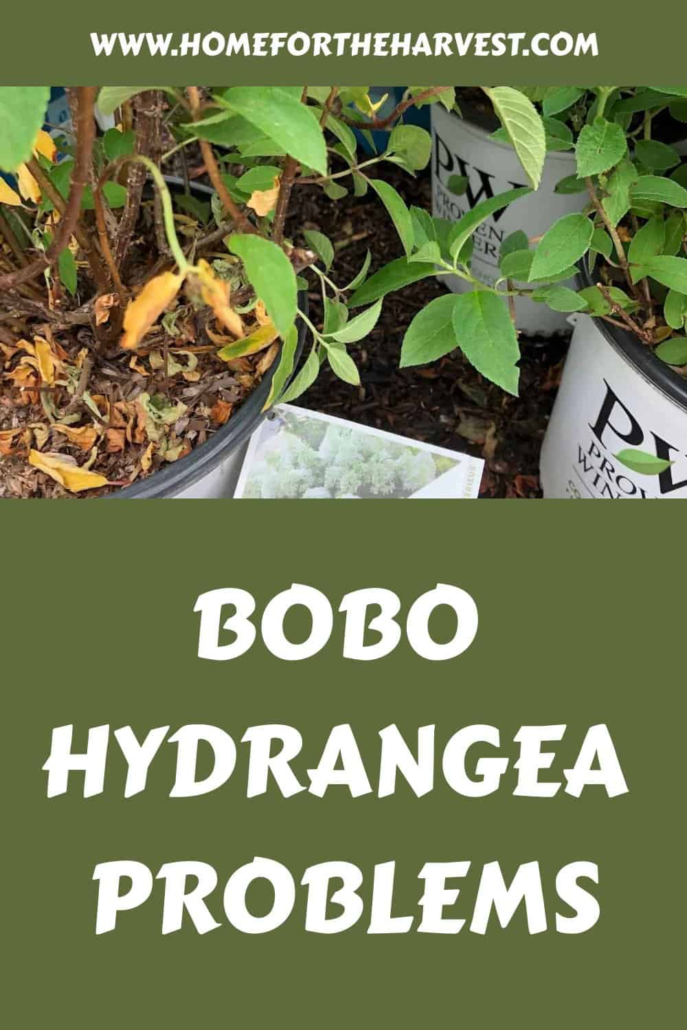 Bobo hydrangea problems generated pin 47846