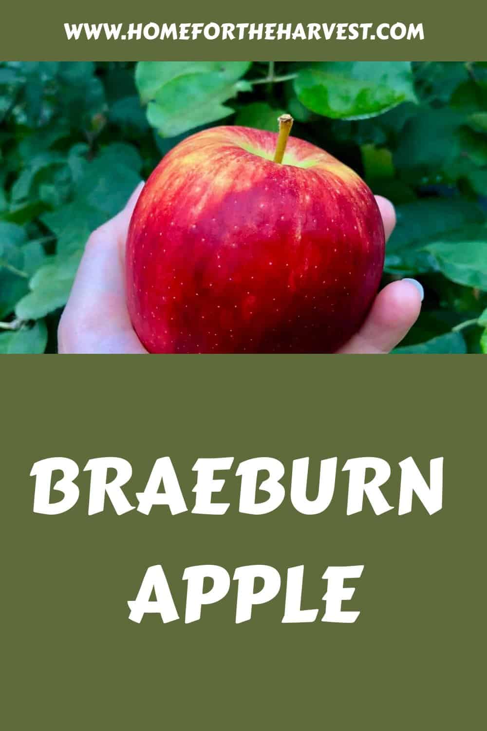 Braeburn apple generated pin 12478