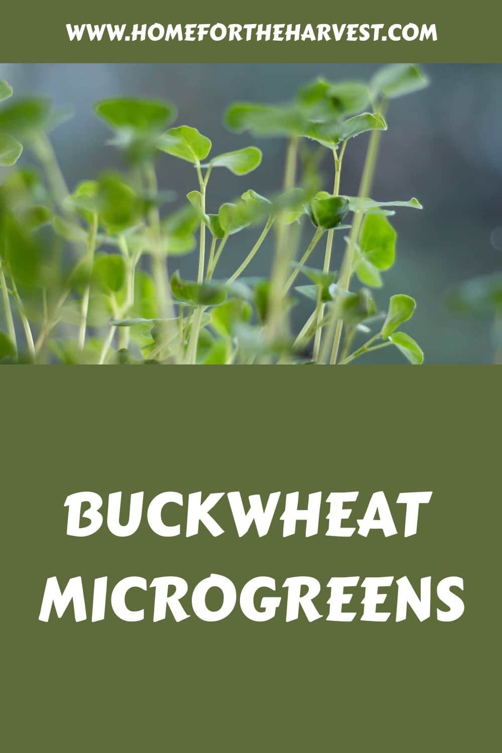 Buckwheat microgreens generated pin 5821