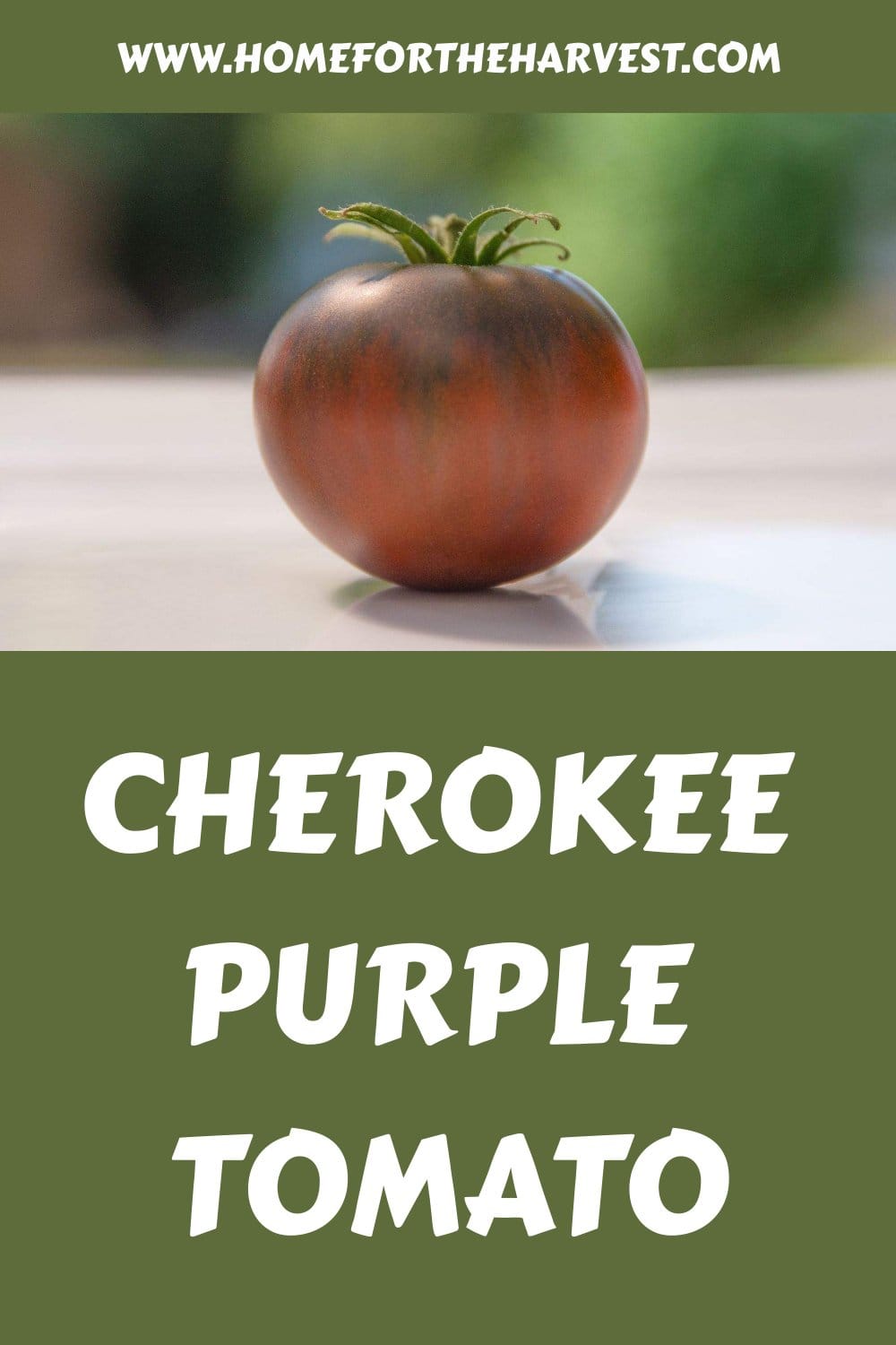 Cherokee purple tomato generated pin 18099 1