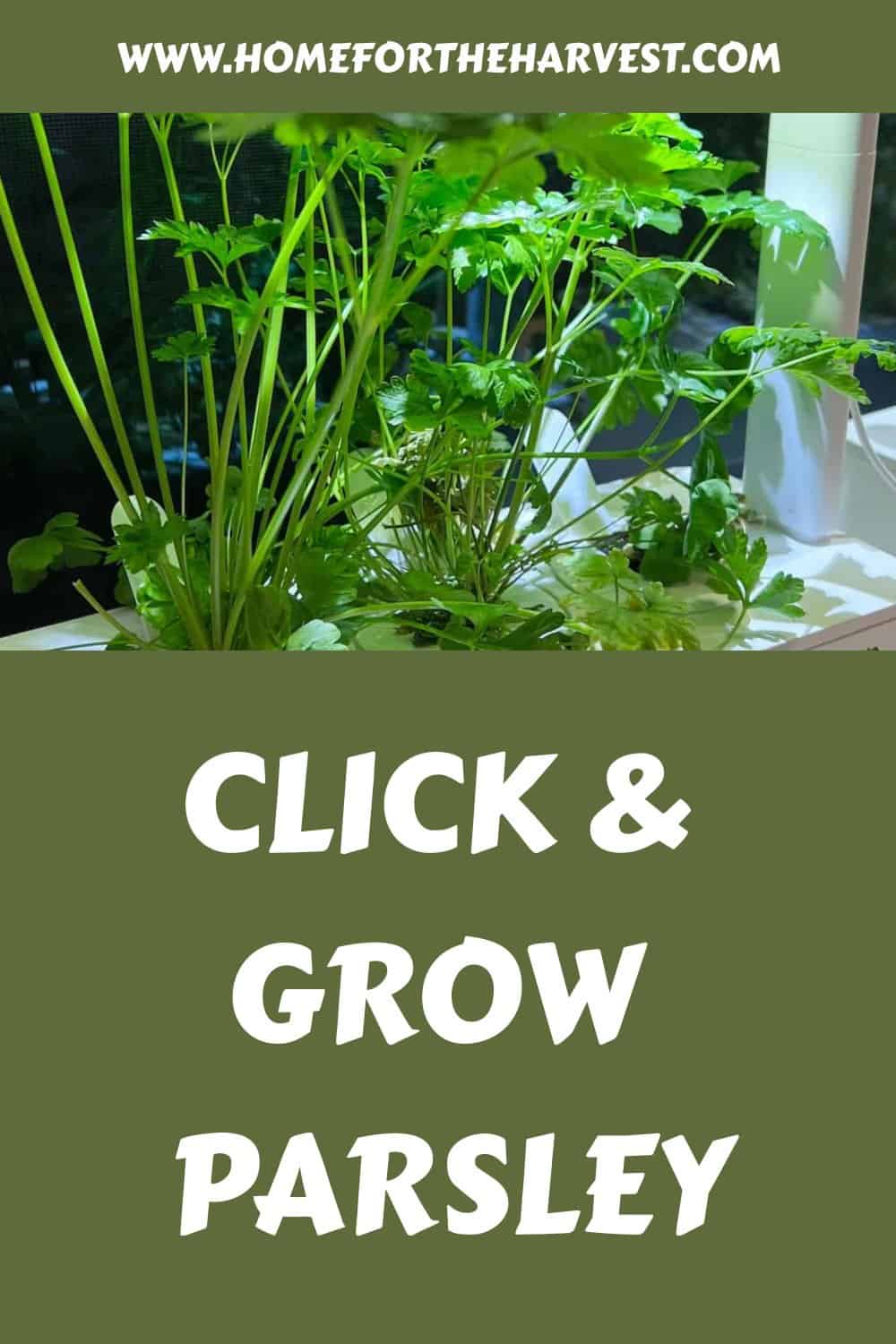 Click grow parsley generated pin 56551