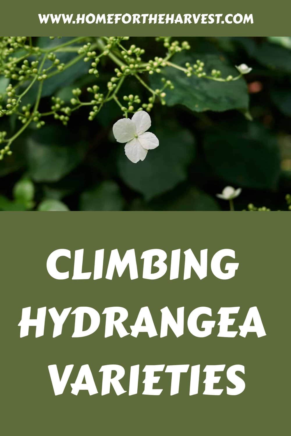 Climbing hydrangea varieties generated pin 47094