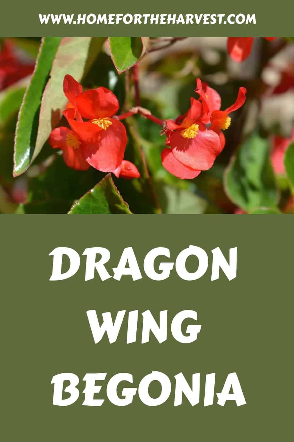 Dragon wing begonia generated pin 35448