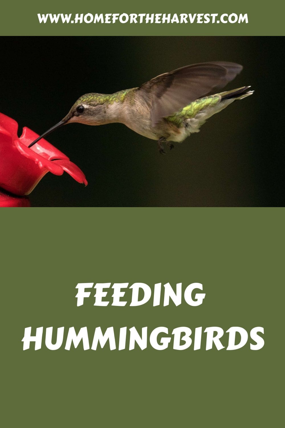 Feeding hummingbirds generated pin 12049