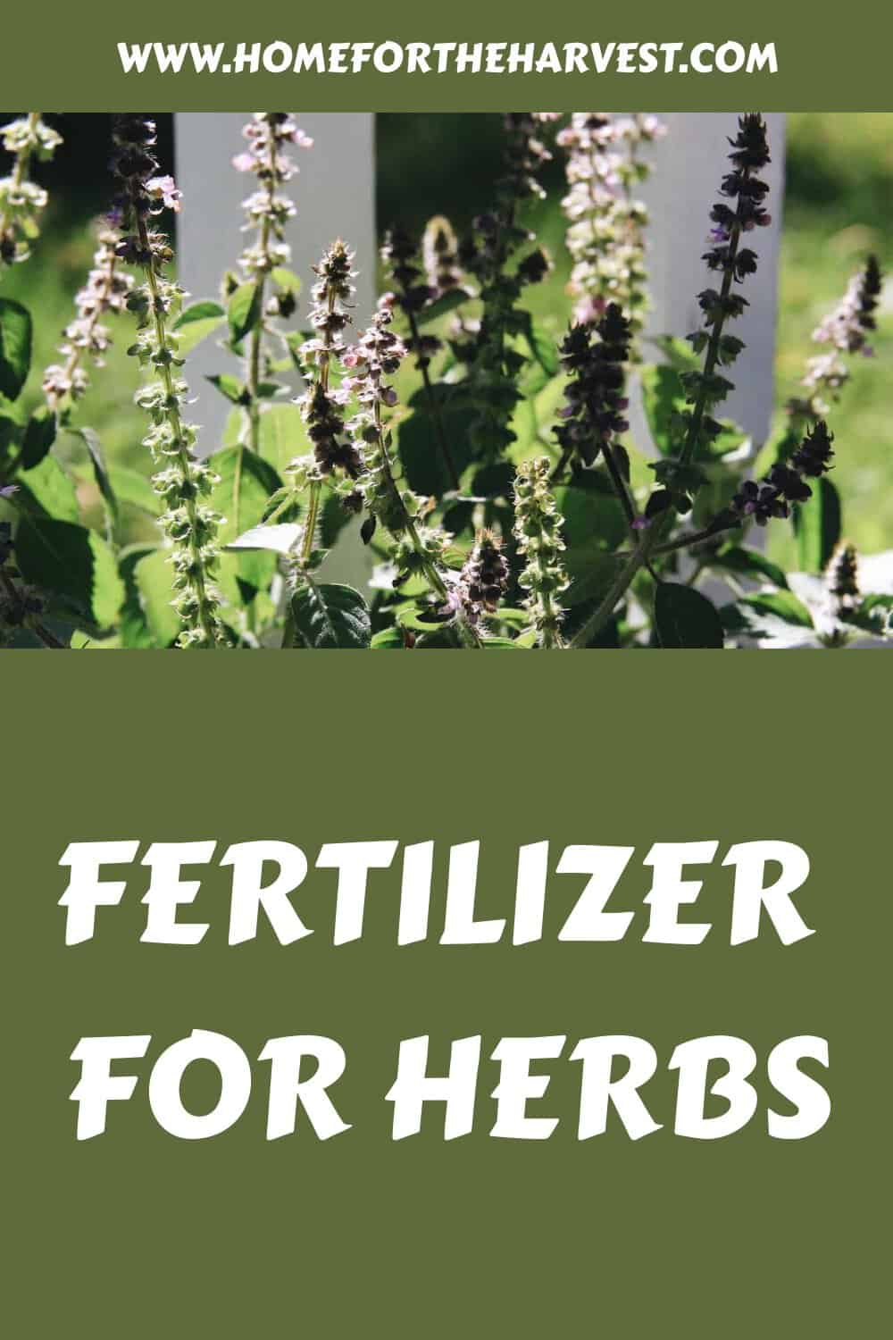 Fertilizer for herbs generated pin 9770