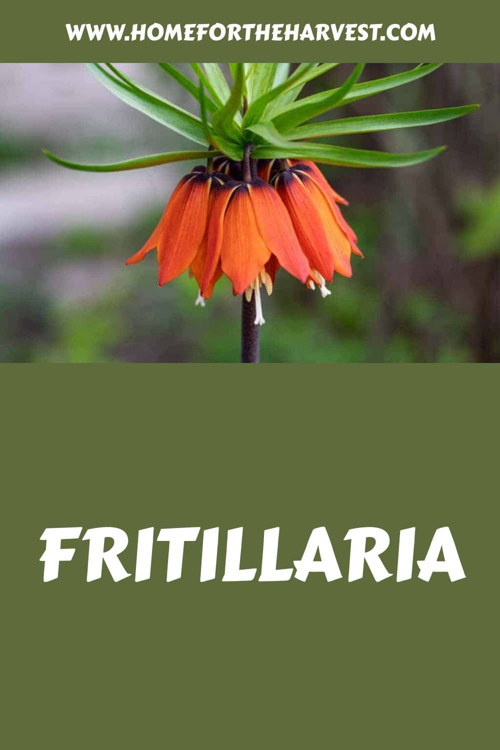 Fritillaria generated pin 22929