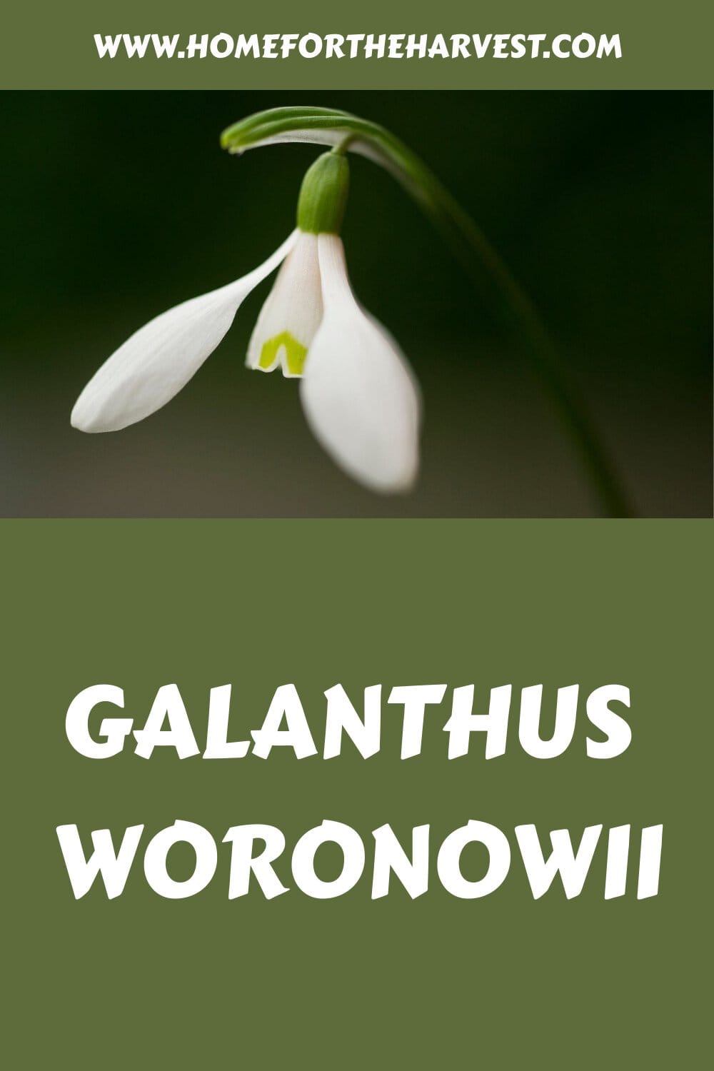 Galanthus woronowii generated pin 71514
