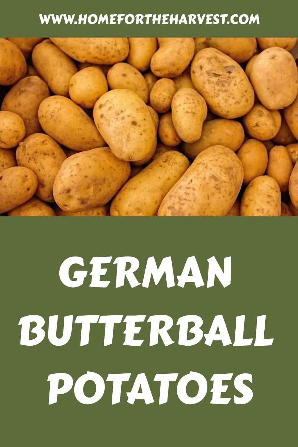German butterball potatoes generated pin 37413