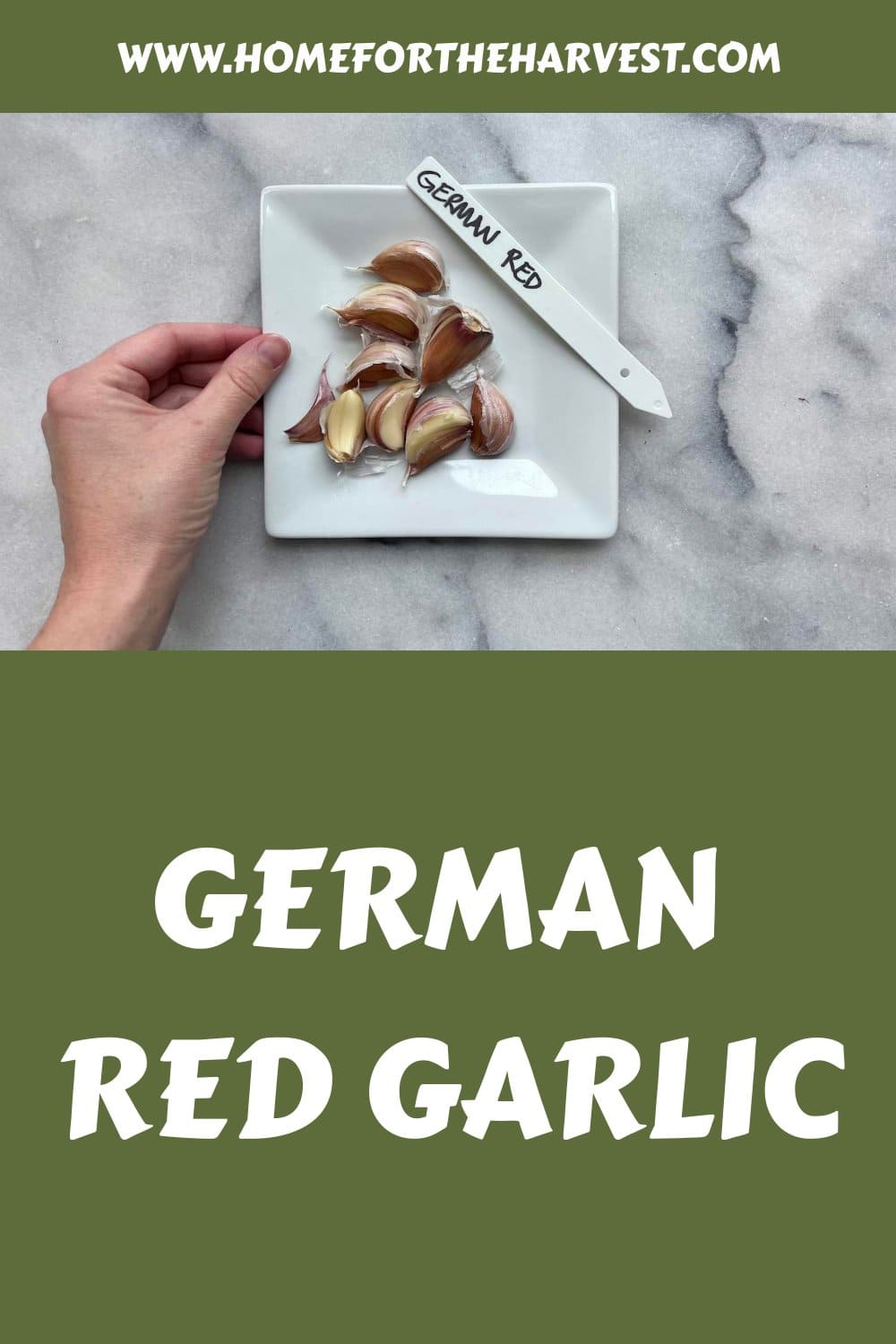 German red garlic generated pin 69701