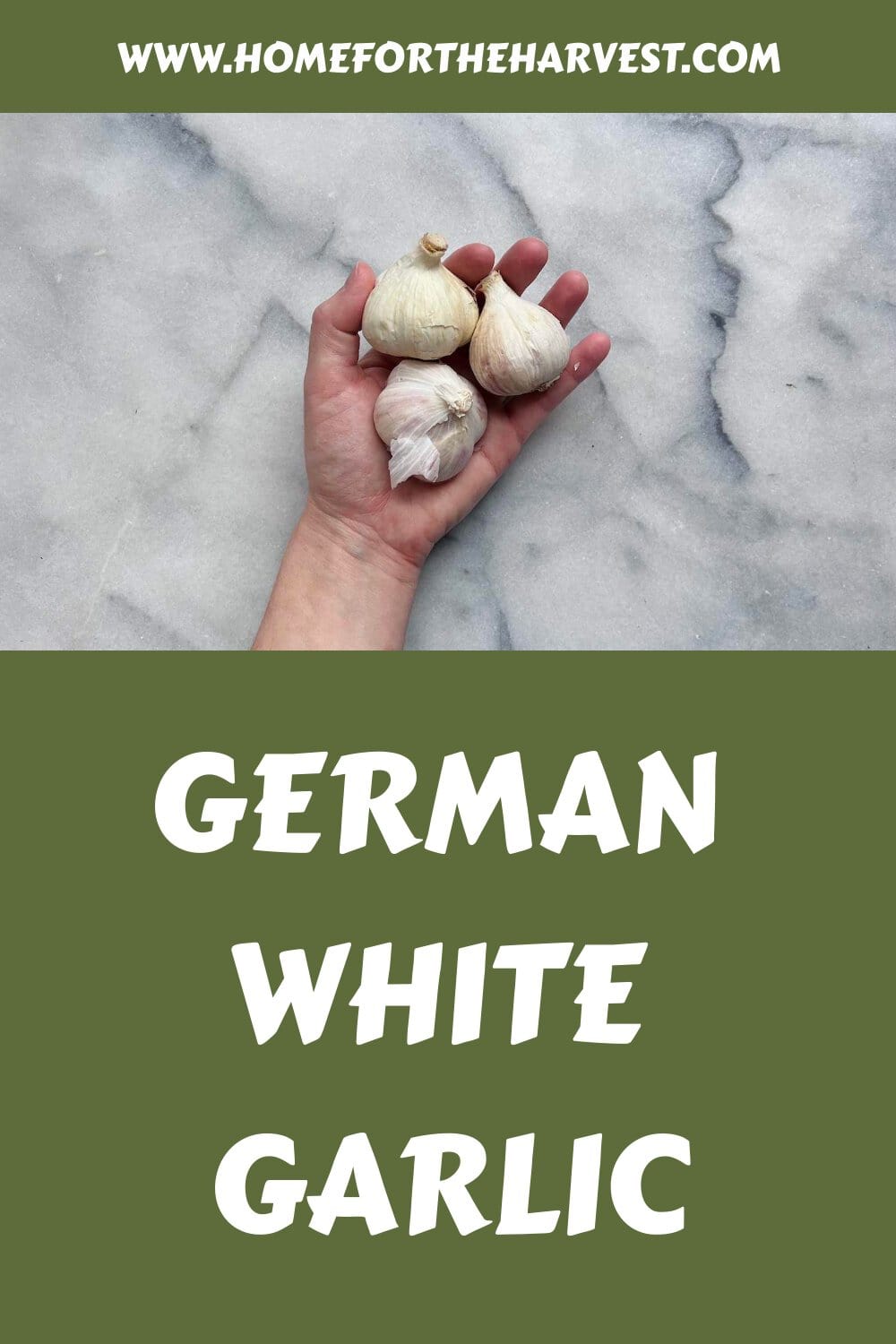 German white garlic generated pin 69546