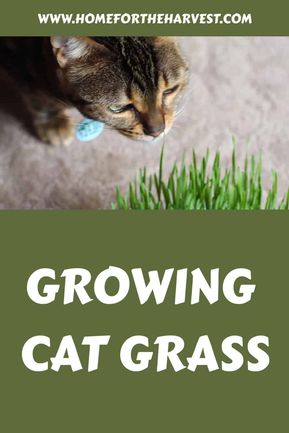 Growing cat grass generated pin 10506