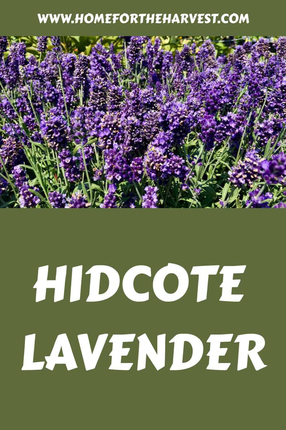 Hidcote lavender generated pin 34626