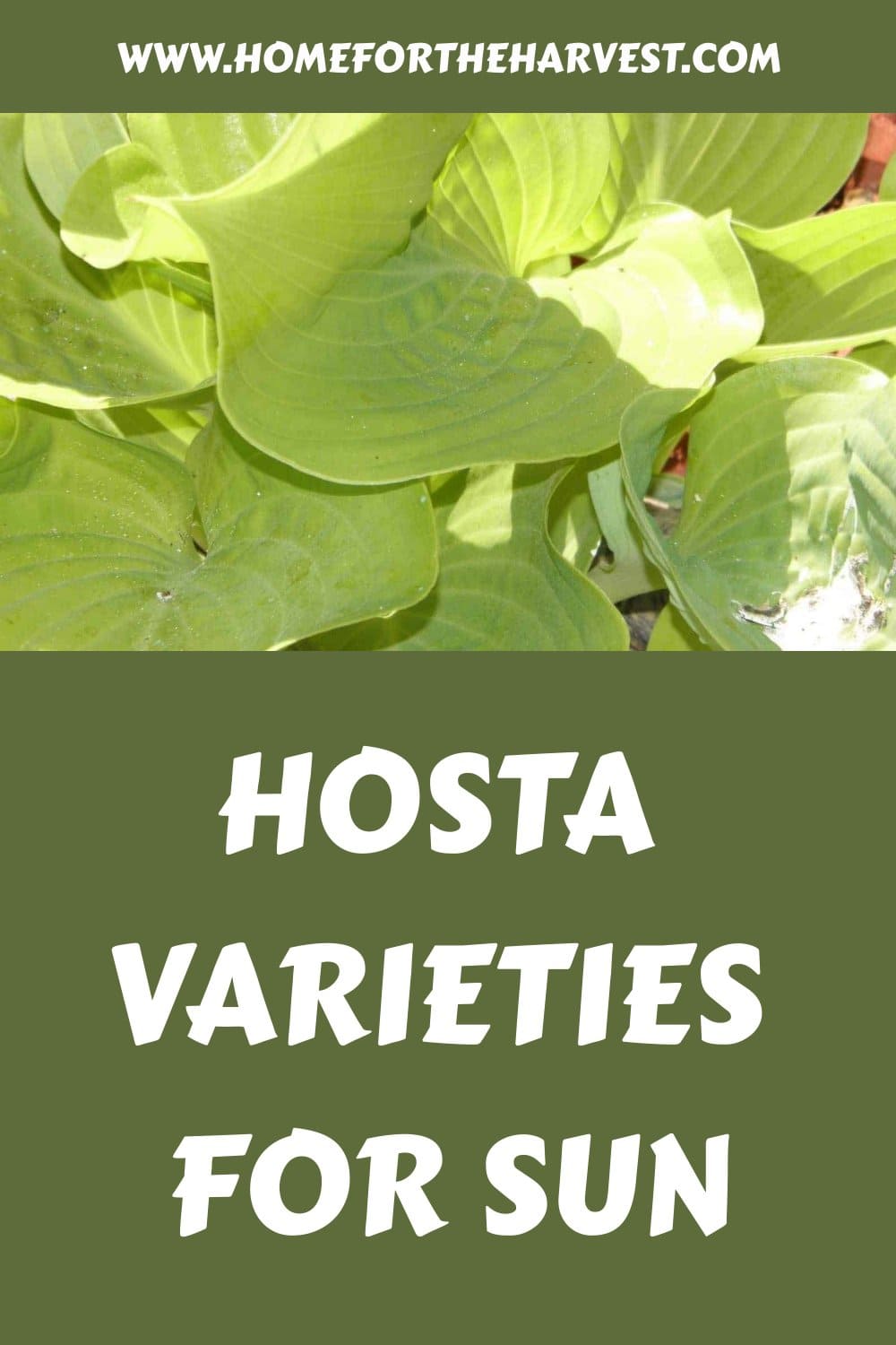 Hosta varieties for sun generated pin 20083