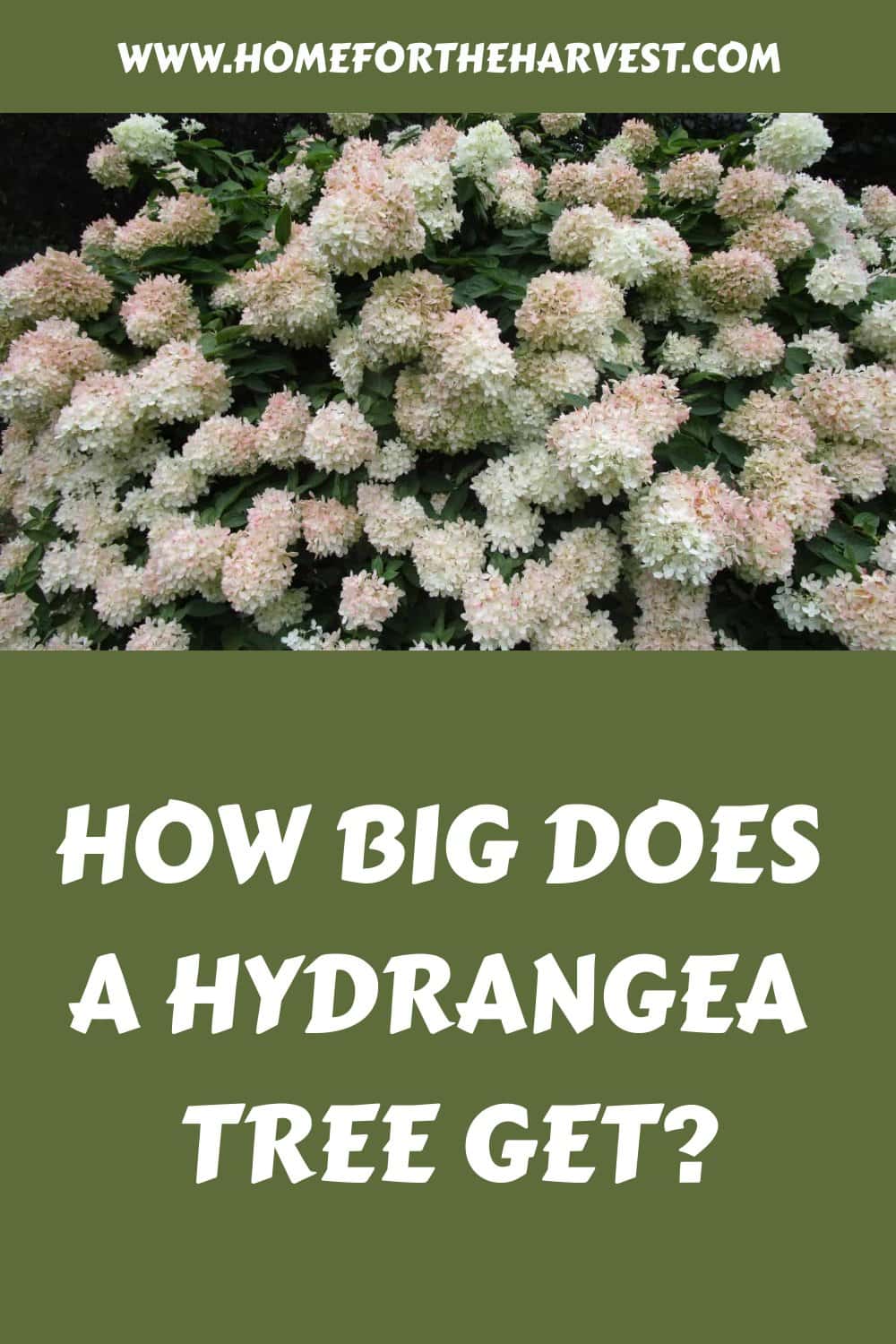 How big does a hydrangea tree get generated pin 46935