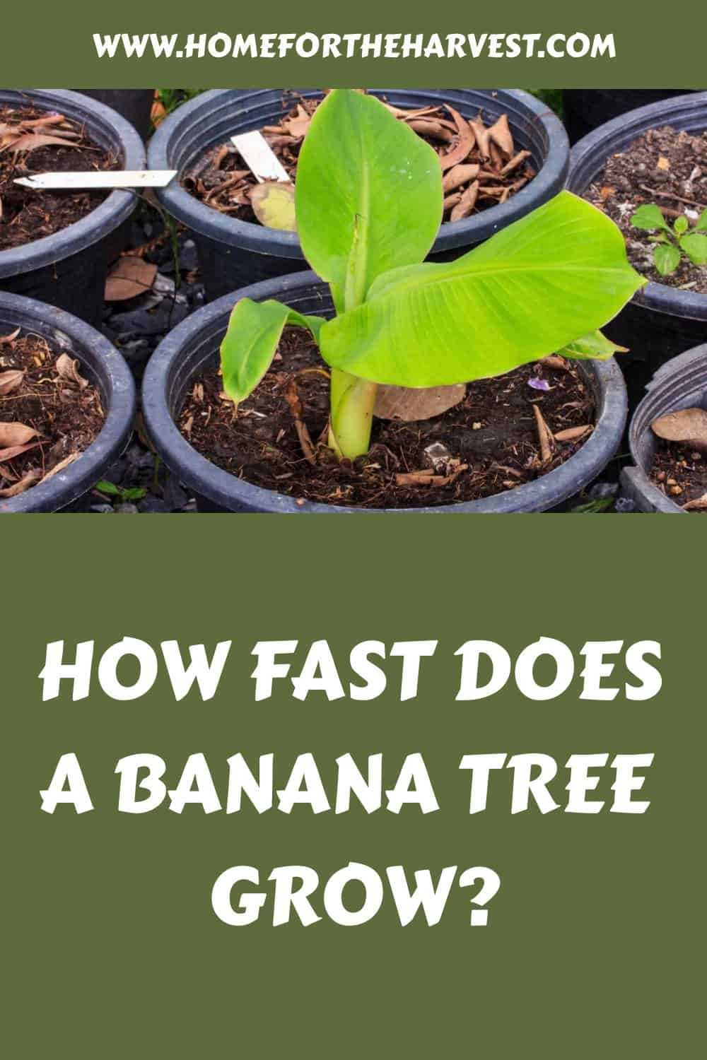 How fast does a banana tree grow generated pin 43933