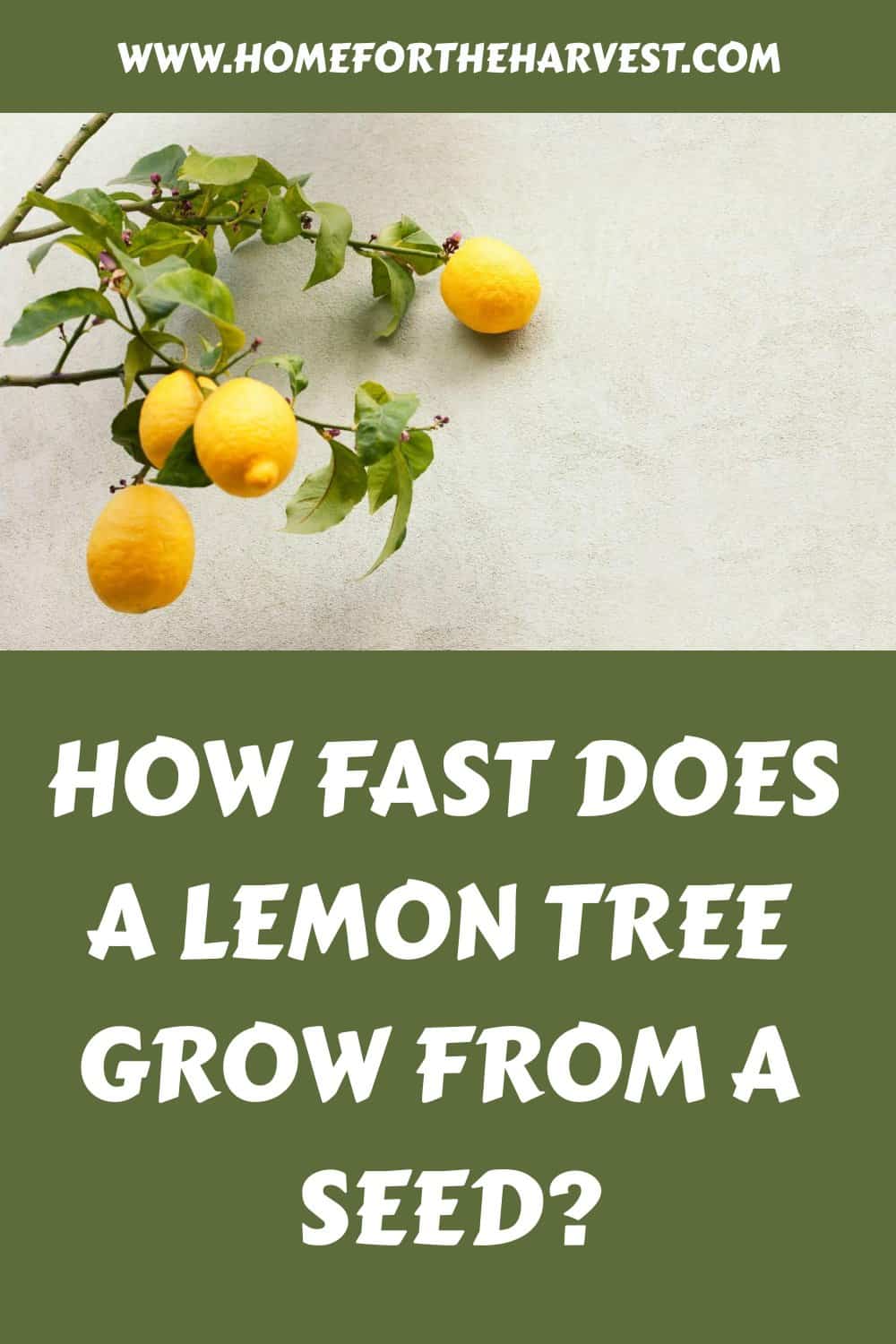 How fast does a lemon tree grow from a seed generated pin 44876