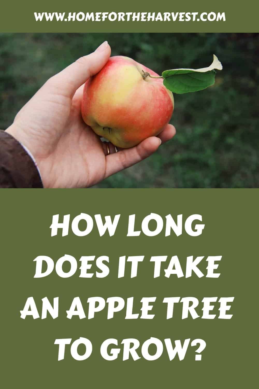 How long does it take an apple tree to grow generated pin 120
