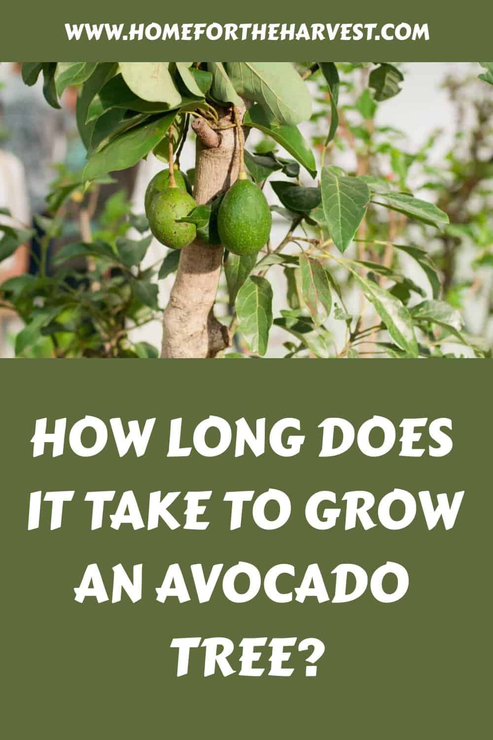 How long does it take to grow an avocado tree generated pin 58355