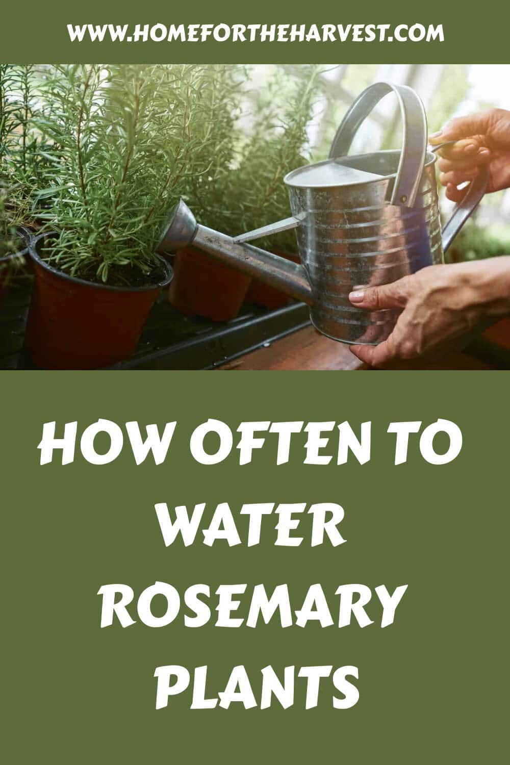 How often to water rosemary plants generated pin 30438