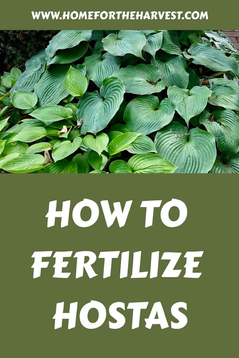 How to fertilize hostas generated pin 39538