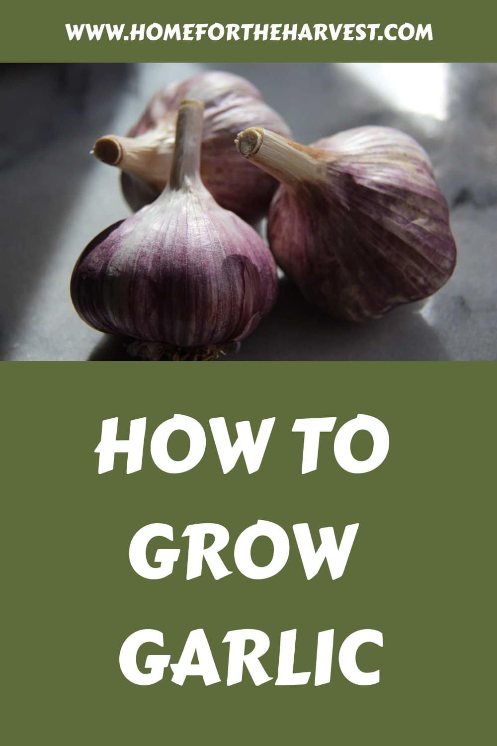 How to grow garlic generated pin 929