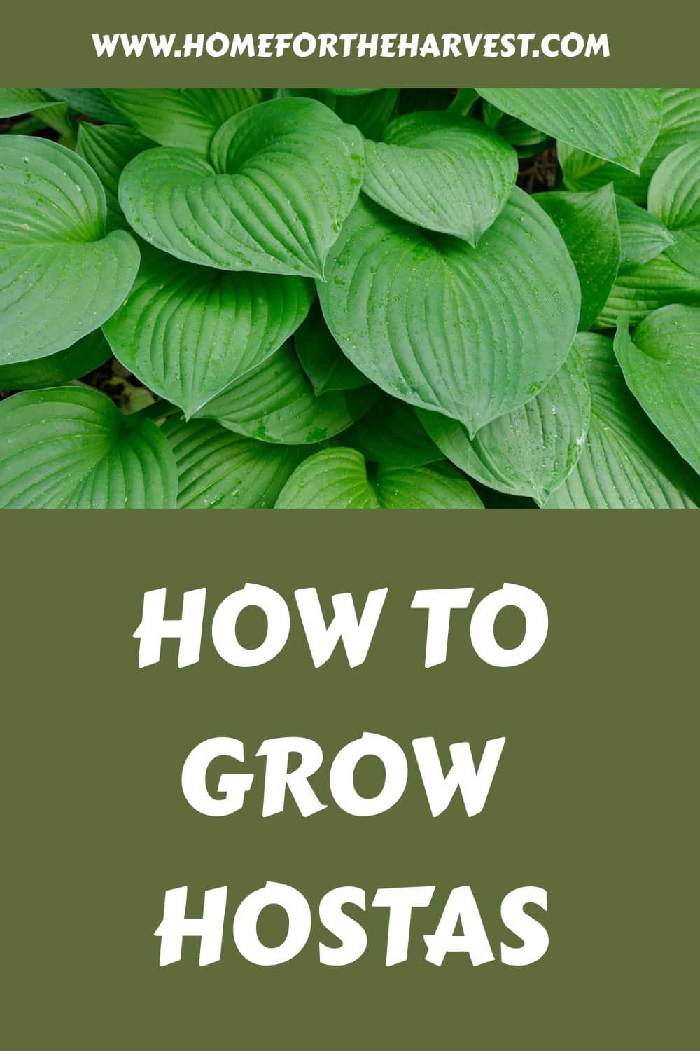 How to grow hostas generated pin 54227 1