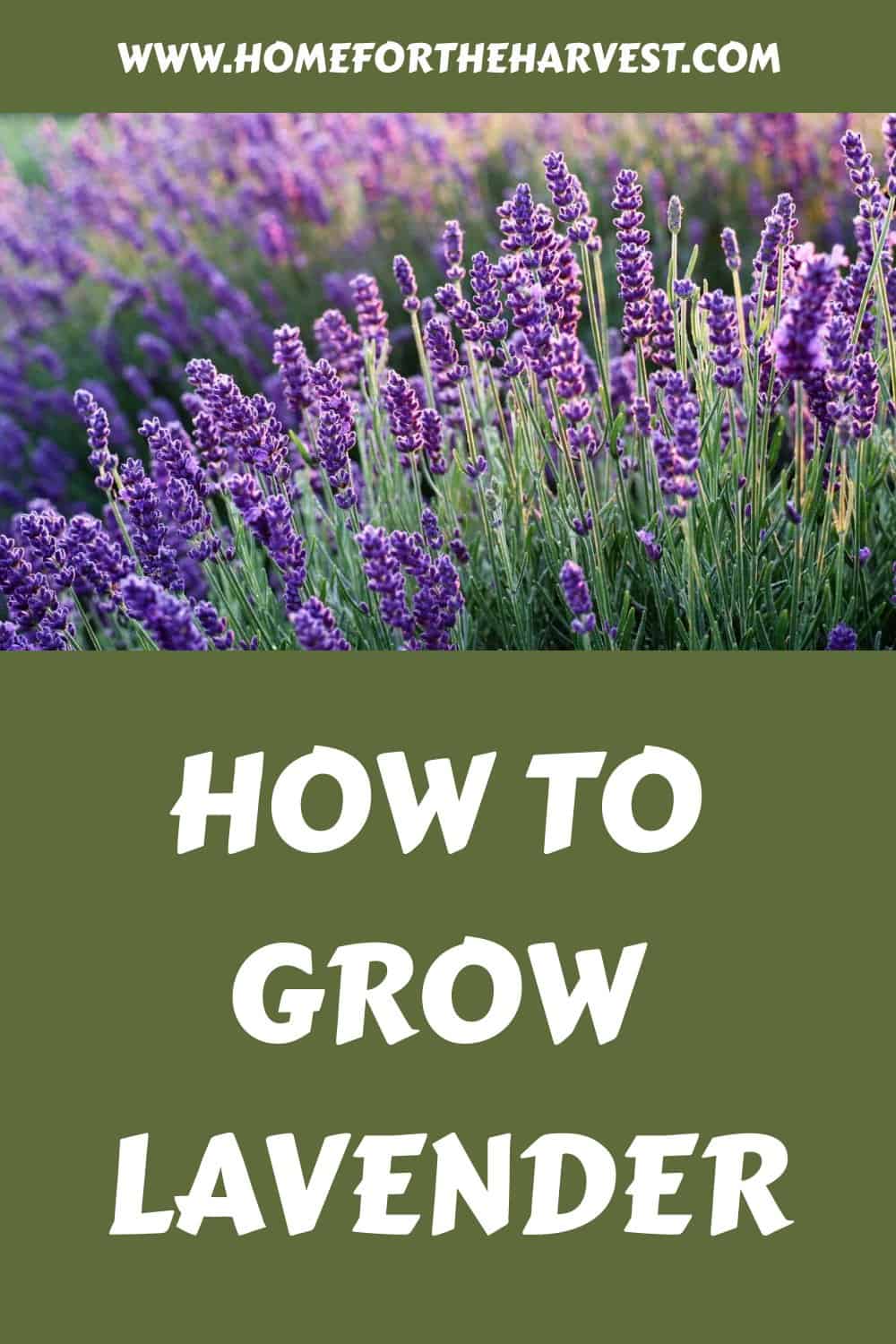 How to grow lavender generated pin 66608