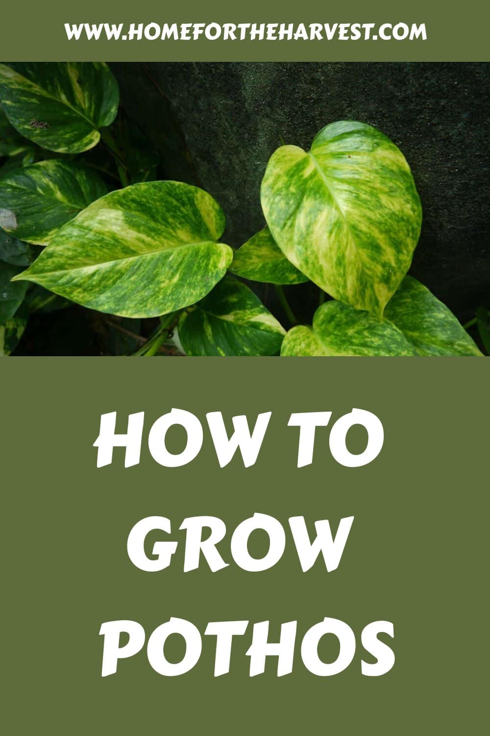 How to grow pothos generated pin 63342