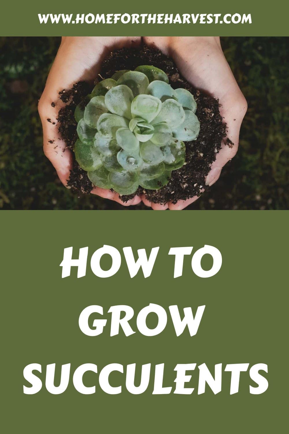 How to grow succulents generated pin 65402