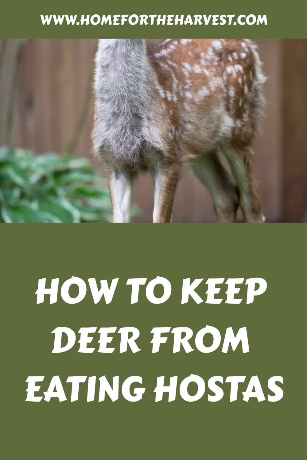 How to keep deer from eating hostas generated pin 40280